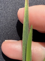 Urochloa serrata