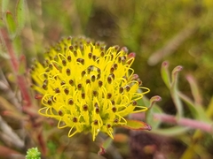 Leucospermum gracile