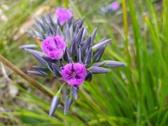 Thysanotus multiflorus