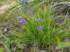 Thysanotus multiflorus