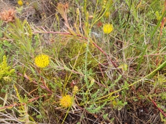 Leucospermum gracile