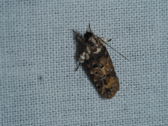 Ardozyga sodalisella