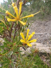 Lambertia multiflora
