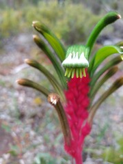 Anigozanthos manglesii