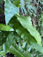 Asplenium scolopendrium scolopendrium