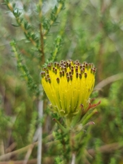Leucospermum gracile