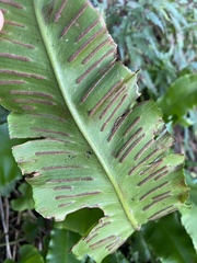 Asplenium scolopendrium scolopendrium