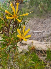 Lambertia multiflora