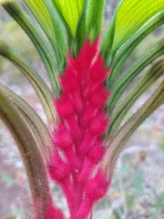 Anigozanthos manglesii