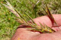 Bromus catharticus