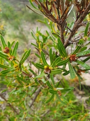 Lambertia multiflora