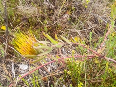 Leucospermum gracile
