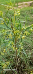 Asclepiadoideae
