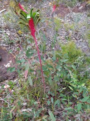 Anigozanthos manglesii