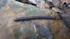 Rhinocricidae