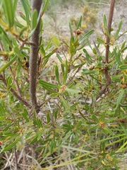 Lambertia multiflora
