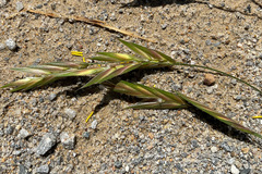 Bromus catharticus