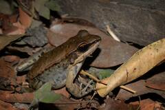 Sylvirana mortenseni