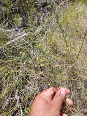 Aspalathus divaricata