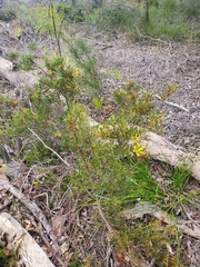 Lambertia multiflora