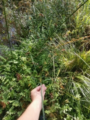 Cyperus longus