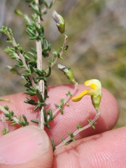 Aspalathus divaricata