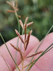 Cyperus longus