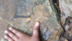Rhinocricidae