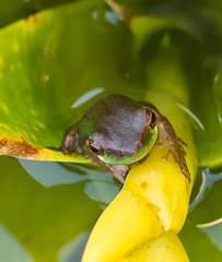 Litoria fallax