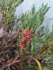 Hakea neospathulata