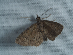 Pasiphilodes testulata