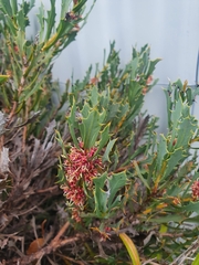 Hakea neospathulata
