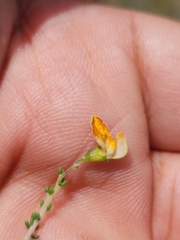 Aspalathus divaricata