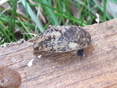 Deroceras reticulatum