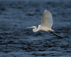 Ardea alba