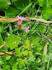 Pelargonium grossularioides