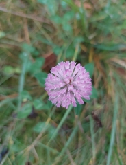 Trifolium pratense