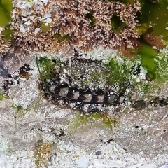 Acanthochitona garnoti