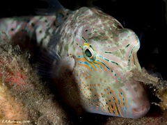 Canthigaster bennetti