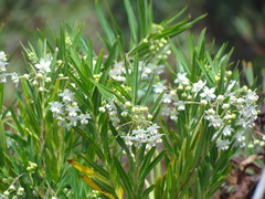 Gomphocarpus fruticosus