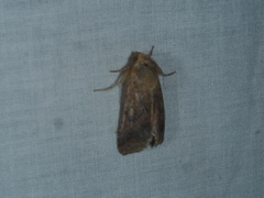 Australothis rubrescens