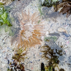Actiniidae