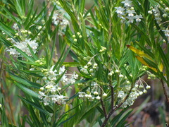 Gomphocarpus fruticosus