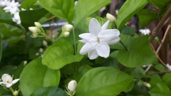 Jasminum sambac