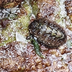 Acanthochitona garnoti