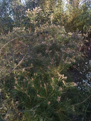 Banksia spinulosa