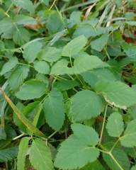 Aegopodium podagraria