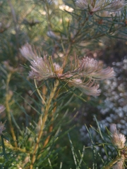 Banksia spinulosa