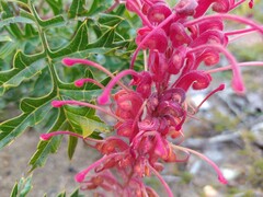 Grevillea bipinnatifida