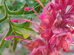 Grevillea bipinnatifida